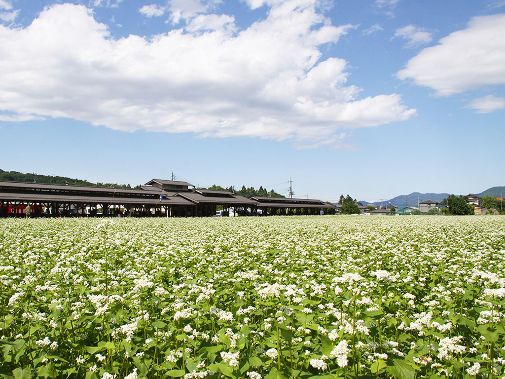 秩父ソバの花は秋が見頃